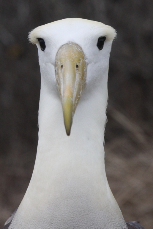 galapagos